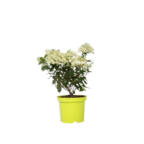 Plant in a Box - Hydrangea paniculata 'Bobo' - Hortensie - Winterhart - Strauch - Gartenpflanze - Topf 19cm - Höhe 25-40cm von Plant in a Box