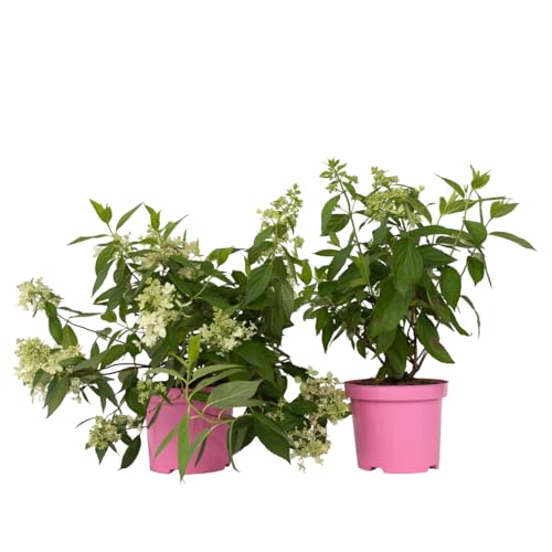Plant in a Box - Hydrangea paniculata 'Confetti' - 2er Set - Hortensien - Rispenhortensie - Pflaumenförmigen Blüten - Topf 19cm - Höhe 25-40cm von Plant in a Box