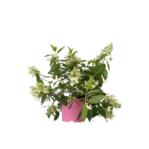 Plant in a Box - Hydrangea paniculata 'Confetti' - Hortensien - Rispenhortensie - Pflaumenförmigen Blüten - Topf 19cm - Höhe 25-40cm von Plant in a Box