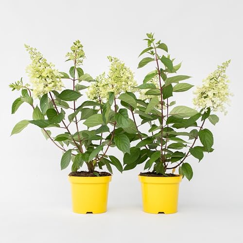 Plant in a Box - Hydrangea paniculata Hortensia 'Candlelight' - 2er-Set - Hortensie Weiss - Winterhart - Topf 19cm - Höhe 25-40cm Plant in a Box - Hydrangea paniculata Hortensia 'Candlelight' - 2er-Set - Hortensie Weiss - Winterhart - Topf 19cm - Höhe 25-40cm von Plant in a Box
