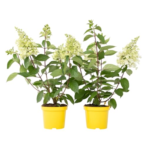 Plant in a Box - Hydrangea paniculata Hortensia 'Candlelight' - 2er-Set - Hortensie Weiss - Winterhart - Topf 19cm - Höhe 25-40cm von Plant in a Box
