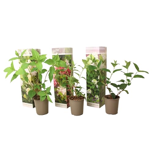 Plant in a Box - Hydrangea paniculata Mix x3 - Hortensie 'Pink Lady', 'Phantom', 'Silver Dollar' - Garten - Topf 9cm - Höhe 25-35cm von Plant in a Box