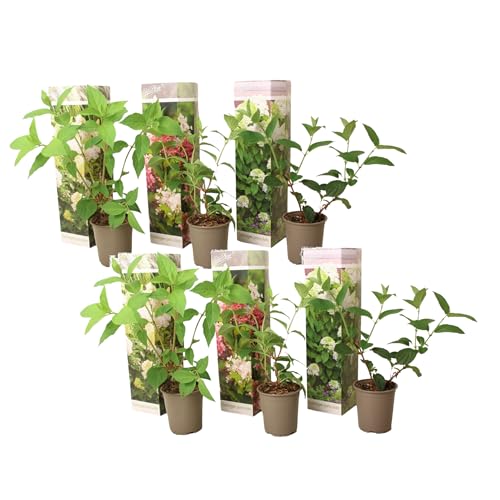 Plant in a Box - Hydrangea paniculata Mix x6 - Hortensie 'Pink Lady', 'Phantom', 'Silver Dollar' - Garten - Topf 9cm - Höhe 25-35cm von Plant in a Box