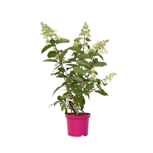 Plant in a Box - Hydrangea paniculata 'Pinky Winky' - 4er Set - Hortensie - Winterhart - Strauch - Gartenpflanze - Topf 19cm - Höhe 25-40cm von Plant in a Box