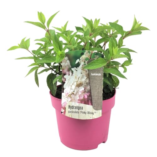 Plant in a Box - Hydrangea paniculata 'Pinky Winky' - Hortensie - Winterhart - Strauch - Gartenpflanze - Topf 19cm - Höhe 25-40cm von Plant in a Box