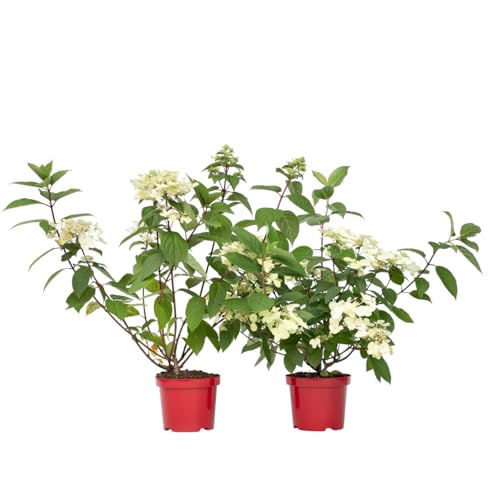 Plant in a Box - Hydrangea paniculata Wim's Red - 2er Set - Hortensie - Winterhart - Strauch - Gartenpflanze - Topf 19cm - Höhe 25-40cm von Plant in a Box