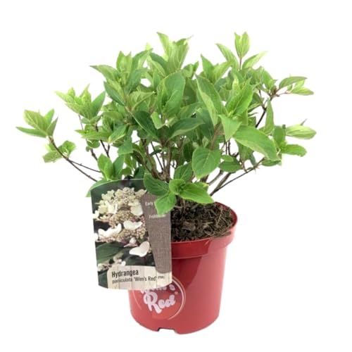 Plant in a Box - Hydrangea paniculata Wim's Red - Hortensie - Winterhart - Strauch - Gartenpflanze - Topf 19cm - Höhe 25-40cm von Plant in a Box