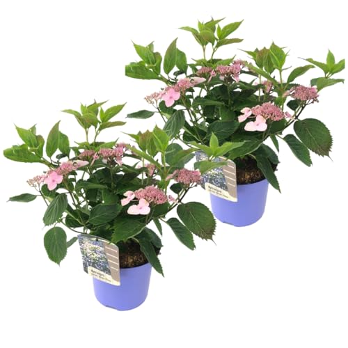 Plant in a Box - Hydrangea serrata Hortensia 'Zauberkissen' - 2er-Set - Hortensie blau Winterhart - Topf 19cm - Höhe 25-40cm von Plant in a Box