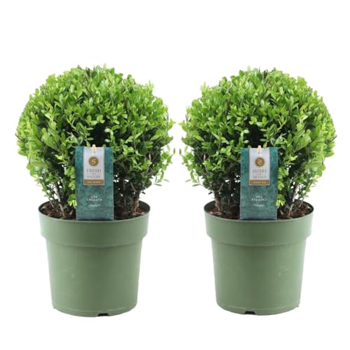 Plant in a Box - Ilex crenata 'Japanische Stechpalme' Kugelform – 2er-Set – Buchsbaumersatz – Gartenpflanze – ⌀17 cm – Höhe 30–40 cm von Plant in a Box