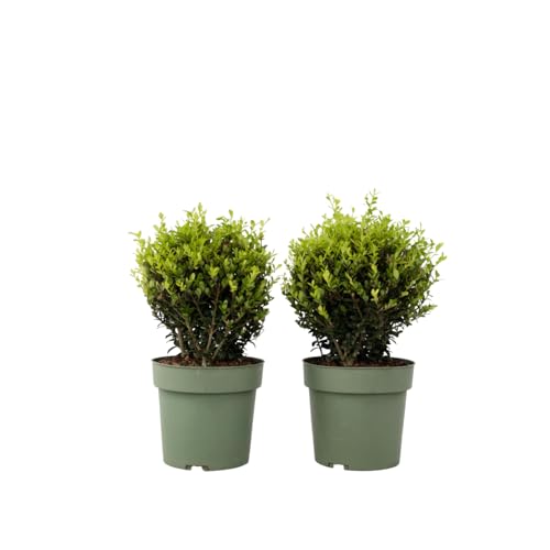 Plant in a Box - Ilex crenata 'Japanische Stechpalme' Kugelform – 2er-Set – Buchsbaumersatz – Gartenpflanze – ⌀17 cm – Höhe 30–40 cm von Plant in a Box