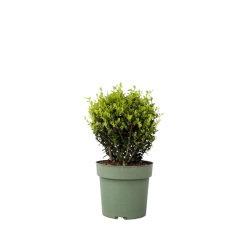 Plant in a Box - Ilex crenata 'Japanische Stechpalme' Kugelform – Buchsbaumersatz – Gartenpflanze – ⌀17 cm – Höhe 30–40 cm von Plant in a Box