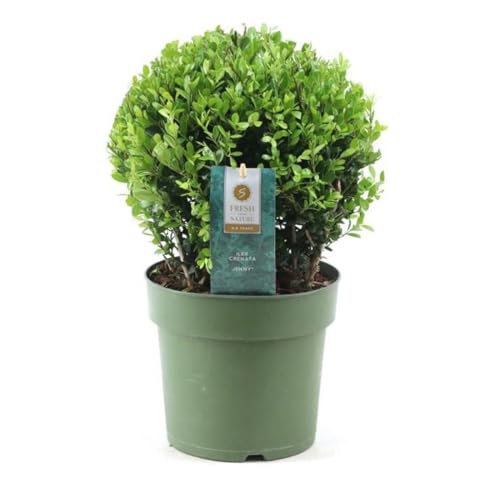 Plant in a Box - Ilex crenata 'Japanische Stechpalme' Kugelform – Buchsbaumersatz – Gartenpflanze – ⌀17 cm – Höhe 30–40 cm von Plant in a Box