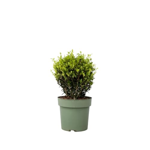 Plant in a Box - Japanische Stechpalme - Ilex crenata 'Jenny' - Höhe 30-40cm - Topf 17cm - Buchsbaum alternativ - Immergrüner Strauch - Gartenpflanze von Plant in a Box