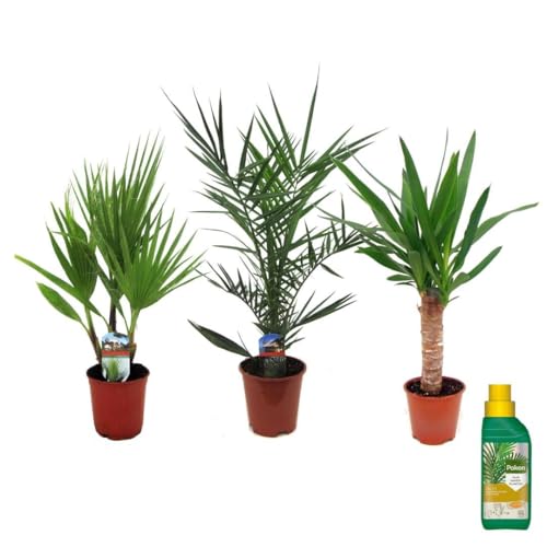 Plant in a Box - Indoor Palme Mix - 3er Mix - Pokon - Washingtonia - Yucca - Phoenix - Topf 14cm - Höhe 50-70cm von Plant in a Box