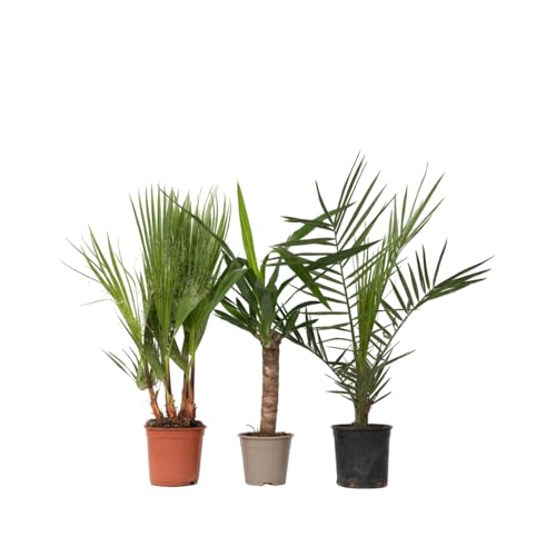 Plant in a Box - Innenpalmen - 3er Mischung - Washingtonia - Yucca - Phoenix - Topf 14cm - Höhe 50-70cm Plant in a Box - Innenpalmen - 3er Mischung - Washingtonia - Yucca - Phoenix - Topf 14cm - Höhe 50-70cm von Plant in a Box