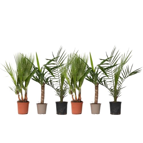 Plant in a Box - Innenpalmen - 6er Mischung - Washingtonia - Yucca - Phoenix - Topf 14cm - Höhe 50-70cm Plant in a Box - Innenpalmen - 6er Mischung - Washingtonia - Yucca - Phoenix - Topf 14cm - Höhe 50-70cm von Plant in a Box