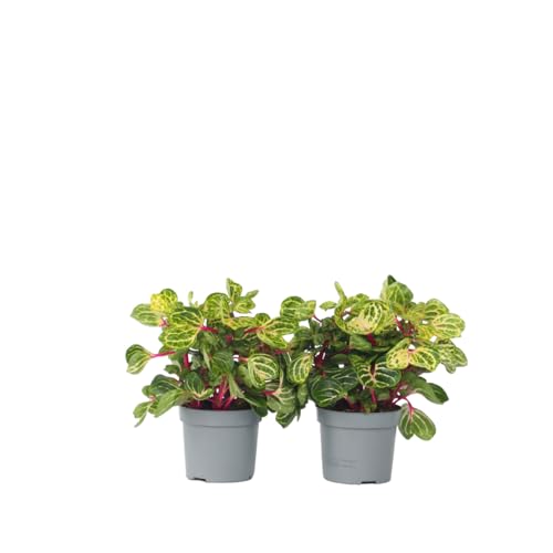 Plant in a Box - Iresine Herbstii 'Gelb'- 2er Set - Blutblatt - Zimmerpflanze - Topf 13cm - Höhe 20-30cm von Plant in a Box
