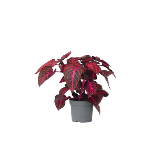 Plant in a Box - Iresine Herbstii - Blutblatt Rot- Zimmerpflanze - Topf 13cm - Höhe 20-30cm von Plant in a Box