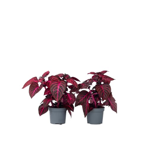 Plant in a Box - Iresine Herbstii 'Rot' - 2er Set - Blutblatt - Zimmerpflanze - Topf 13cm - Höhe 20-30cm von Plant in a Box