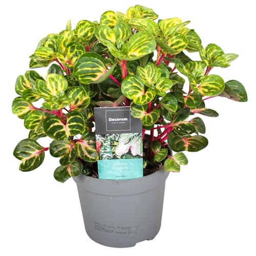 Plant in a Box - Iresine Herbstii - Blutblatt Gelb - Zimmerpflanze - Topf 13cm - Höhe 20-30cm von Plant in a Box