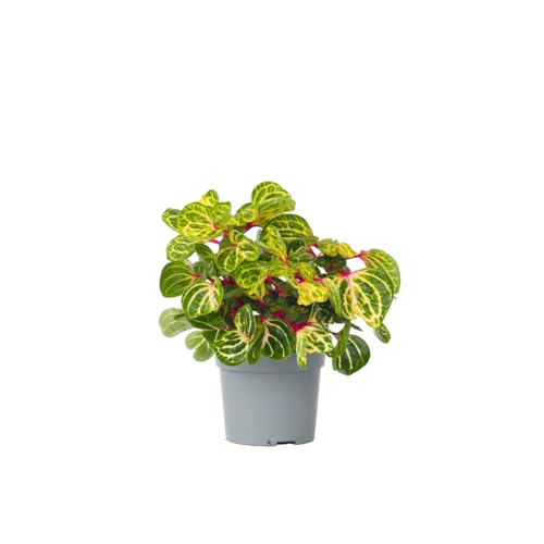 Plant in a Box - Iresine Herbstii - Blutblatt Gelb - Zimmerpflanze - Topf 13cm - Höhe 20-30cm Plant in a Box - Iresine Herbstii - Blutblatt Gelb - Zimmerpflanze - Topf 13cm - Höhe 20-30cm von Plant in a Box