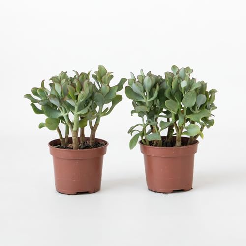 Plant in a Box - Jadepflanze - 2er-Set - Crassula arborescens 'Curly' - Höhe 15-25 cm - Topf 12 cm - Sukkulent - Blaugrün von Plant in a Box