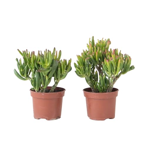 Plant in a Box - Jadepflanze - 2er Set - Crassula ovata 'Hobbit' - Höhe 10-20cm - Topf 12cm - Zimmerpflanze - Sukkulent - Grün von Plant in a Box