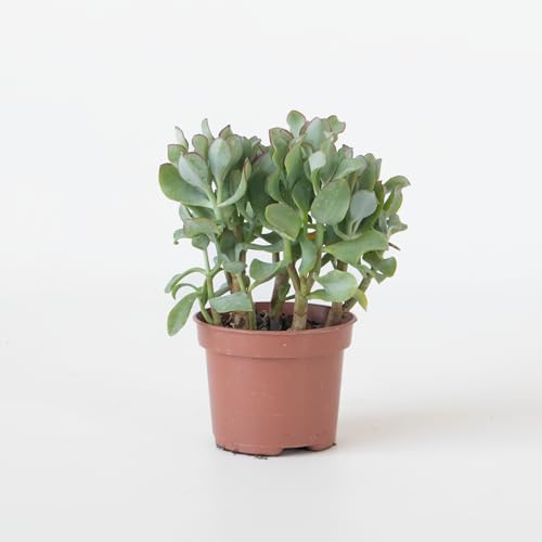 Plant in a Box - Jadepflanze - Crassula arborescens 'Curly' - Höhe 15-25cm - Topf 12cm - Sukkulent - Blaugrün Plant in a Box - Jadepflanze - Crassula arborescens 'Curly' - Höhe 15-25cm - Topf 12cm - Sukkulent - Blaugrün von Plant in a Box
