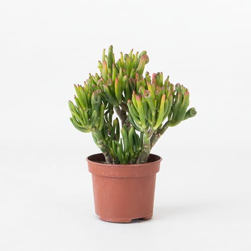 Plant in a Box - Jadepflanze - Crassula ovata 'Hobbit' - Höhe 10-20cm - Topf 12cm - Zimmerpflanze - Sukkulent - Grün Plant in a Box - Jadepflanze - Crassula ovata 'Hobbit' - Höhe 10-20cm - Topf 12cm - Zimmerpflanze - Sukkulent - Grün von Plant in a Box
