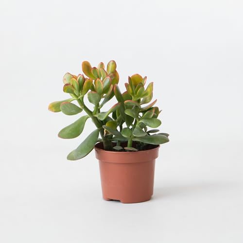 Plant in a Box - Jadepflanze - Crassula ovata 'Sunset' - Höhe 15-20cm - Topf 12cm - Zimmerpflanze - Sukkulente Plant in a Box - Jadepflanze - Crassula ovata 'Sunset' - Höhe 15-20cm - Topf 12cm - Zimmerpflanze - Sukkulente von Plant in a Box