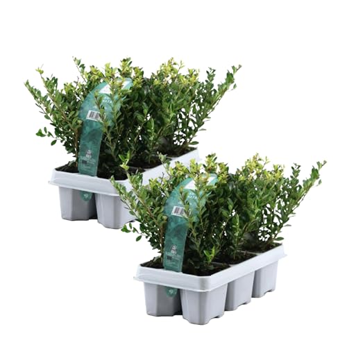 Plant in a Box - Japanische Stechpalme - 12er Set - Ilex crenata 'Jenny' - Höhe 10-20cm - Topf 9cm - Buchsbaum alternativ - Immergrüner Strauch - Gartenpflanze von Plant in a Box