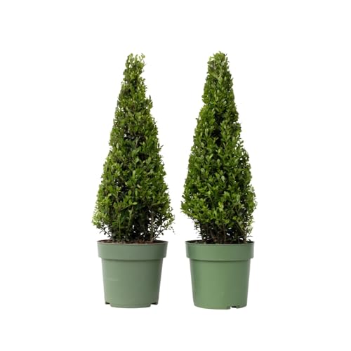 Plant in a Box - Japanische Stechpalme - 2er Set - Ilex crenata 'Jenny' Pyramide - Höhe 55-65cm - Topf 21cm - Buchsbaum alternativ - Immergrüner Strauch - Gartenpflanze Plant in a Box - Japanische Stechpalme - 2er Set - Ilex crenata 'Jenny' Pyramide - Höhe 55-65cm - Topf 21cm - Buchsbaum alternativ - Immergrüner Strauch - Gartenpflanze von Plant in a Box