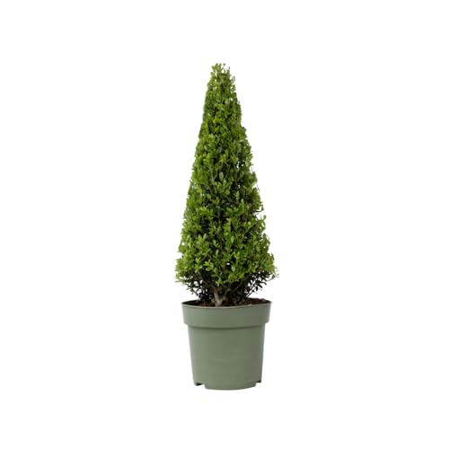 Plant in a Box - Japanische Stechpalme - Ilex crenata 'Jenny' Pyramide - Höhe 55-65cm - Topf 21cm - Buchsbaum alternativ - Immergrüner Strauch - Gartenpflanze Plant in a Box - Japanische Stechpalme - Ilex crenata 'Jenny' Pyramide - Höhe 55-65cm - Topf 21cm - Buchsbaum alternativ - Immergrüner Strauch - Gartenpflanze von Plant in a Box