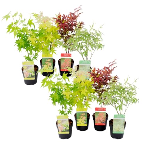 Plant in a Box - Acer palmatum - Japanischer Ahorn Bäume - 8er Set - Acer palmatum 'Atropurpureum', Going Green', Orange Dream', Butterfly' - Topf 10,5cm - Höhe 25-40cm von Plant in a Box