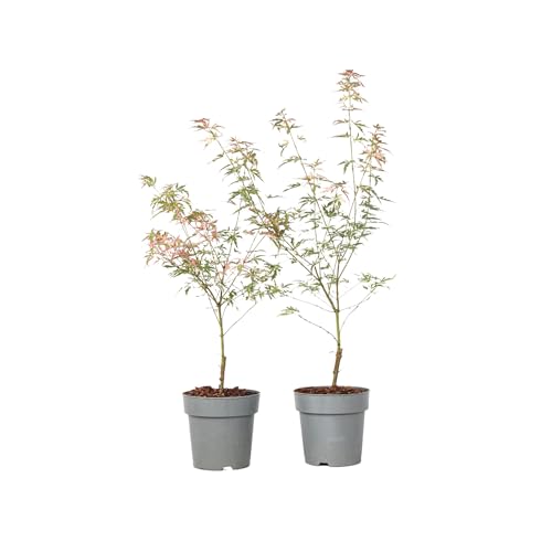 Plant in a Box - Japanischer Ahorn - Palmatum Taylor - 2er Set - Höhe 35-55cm - Topf 15cm - Gartenpflanze Winterhart von Plant in a Box