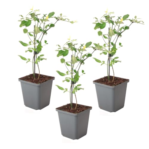 Plant in a Box - Jasmin 'Summer Scent' - 3er-Set - Jasminum x stephanense - Rosa - Topf 9 cm - Höhe 25-40 cm von Plant in a Box