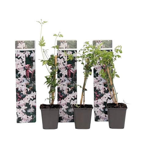 Plant in a Box - Jasminum 'Officinale' - 3er Set Jasmin Pflanze Winterhart - Topf 9cm - Höhe 25-40cm Plant in a Box - Jasminum 'Officinale' - 3er Set Jasmin Pflanze Winterhart - Topf 9cm - Höhe 25-40cm von Plant in a Box