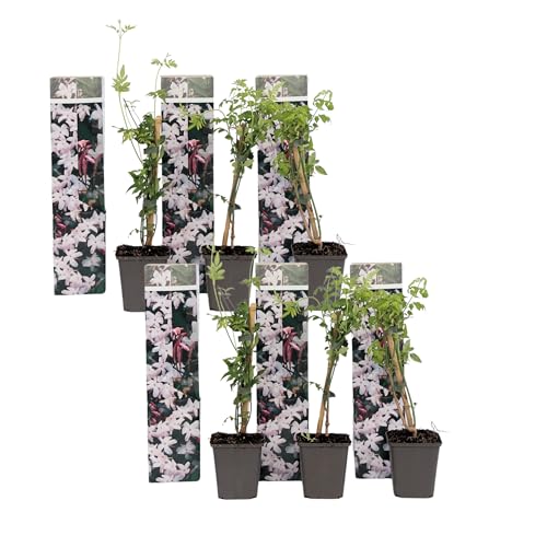 Plant in a Box - Jasminum 'Officinale' - 6er Set Jasmin Pflanze Winterhart - Topf 9cm - Höhe 25-40cm Plant in a Box - Jasminum 'Officinale' - 6er Set Jasmin Pflanze Winterhart - Topf 9cm - Höhe 25-40cm von Plant in a Box