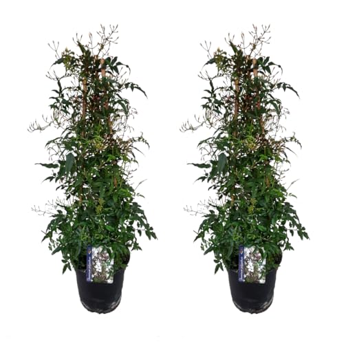 Plant in a Box - Jasminum polyanthum - 2er set - Jasminpflanze Pyramid - Garten Kletterpflanz immergrün - Topf 17cm - Höhe 60-70cm Plant in a Box - Jasminum polyanthum - 2er set - Jasminpflanze Pyramid - Garten Kletterpflanz immergrün - Topf 17cm - Höhe 60-70cm von Plant in a Box