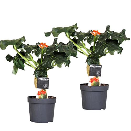 Plant in a Box - Jatropha Podagrica - 2er Set - Gichtkraut - Topf 13cm - Höhe 25-45cm - Tropische Zimmerpflanze von Plant in a Box