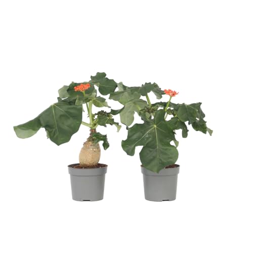 Plant in a Box - Jatropha Podagrica - 2er Set - Gichtkraut - Topf 13cm - Höhe 25-45cm - Tropische Zimmerpflanze Plant in a Box - Jatropha Podagrica - 2er Set - Gichtkraut - Topf 13cm - Höhe 25-45cm - Tropische Zimmerpflanze von Plant in a Box