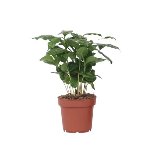 Plant in a Box - Kaffeepflanze - Coffea arabica - Höhe 25-40cm - Pot 12cm - Zimmerpflanze - Grün von Plant in a Box