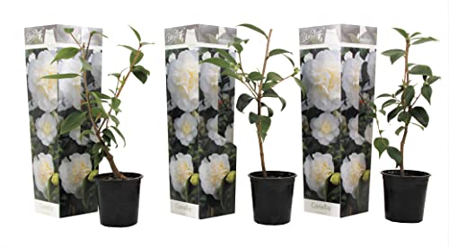 Plant in a Box - Japanische Kamelie 'Brush Field' Weiß - 3er Set - Kamelie rose pflanzen - Winterhart - Gartenpflanzen - Topf 9cm - Höhe 25-40cm von Plant in a Box