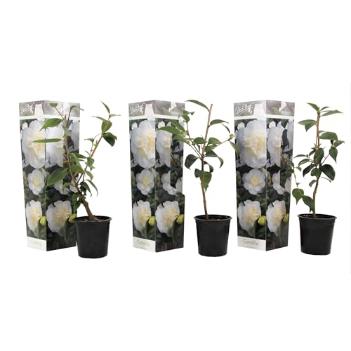 Plant in a Box - Japanische Kamelie 'Brush Field' Weiß - 3er Set - Kamelie rose pflanzen - Winterhart - Gartenpflanzen - Topf 9cm - Höhe 25-40cm von Plant in a Box