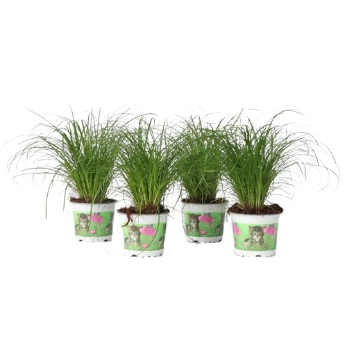 Plant in a Box - Zyperngras - 4er Set - Cyperus Katzengras - Höhe 30-40cm - Topf 12cm - Tierfreundlich - Grün - Zimmerflanze - Gartenpflanze nicht Winterhart von Plant in a Box