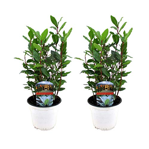 Plant in a Box - Laurus Nobilis - 2er Set - Küchenlorbeerbüschepflanze - Topf 14cm - Höhe 30-40cm von Plant in a Box