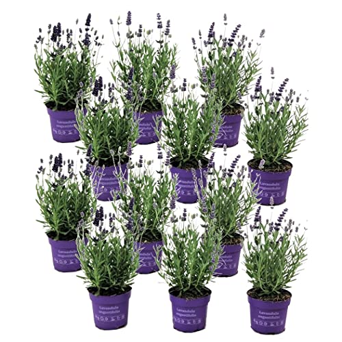 Plant in a Box - Lavandula angustifolia - 12er Set - Mehrjährige Lavendelpflanze - Topf 10,5cm - Höhe 10-15cm von Plant in a Box