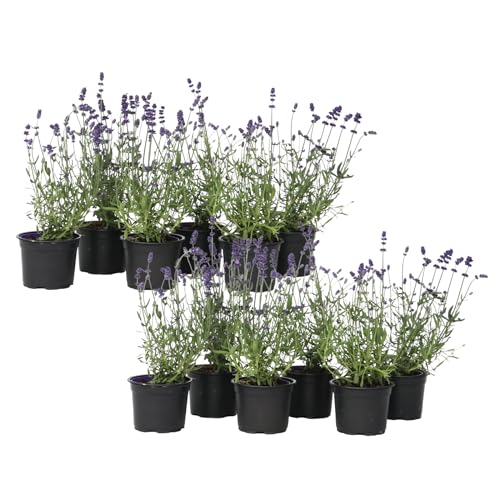 Plant in a Box - Lavandula angustifolia - 12er Set - Mehrjährige Lavendelpflanze - Topf 10,5cm - Höhe 10-15cm von Plant in a Box