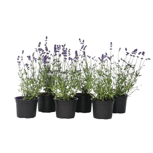 Plant in a Box - Lavandula angustifolia - 6er Set - Mehrjährige Lavendelpflanze - Topf 10,5cm - Höhe 10-15cm - Winterhart von Plant in a Box