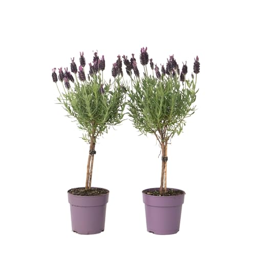 Plant in a Box - Lavandula stoechas 'Anouk' - Lavendelbaum - 2er Set - Topf 12cm - Höhe 30-40cm Plant in a Box - Lavandula stoechas 'Anouk' - Lavendelbaum - 2er Set - Topf 12cm - Höhe 30-40cm von Plant in a Box